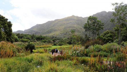 Kirstenbosch National Botanical Garden in Cape Town, South Africa.